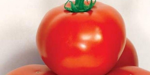 Poklon paradajza volge: opis, fotografija, recenzije